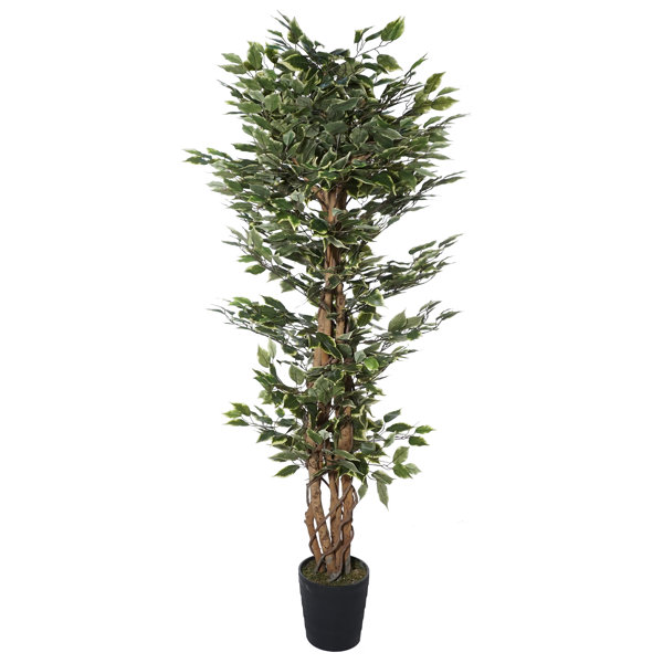 Canora Grey 6'3" Artificial Ficus Tree in Pot & Reviews Wayfair